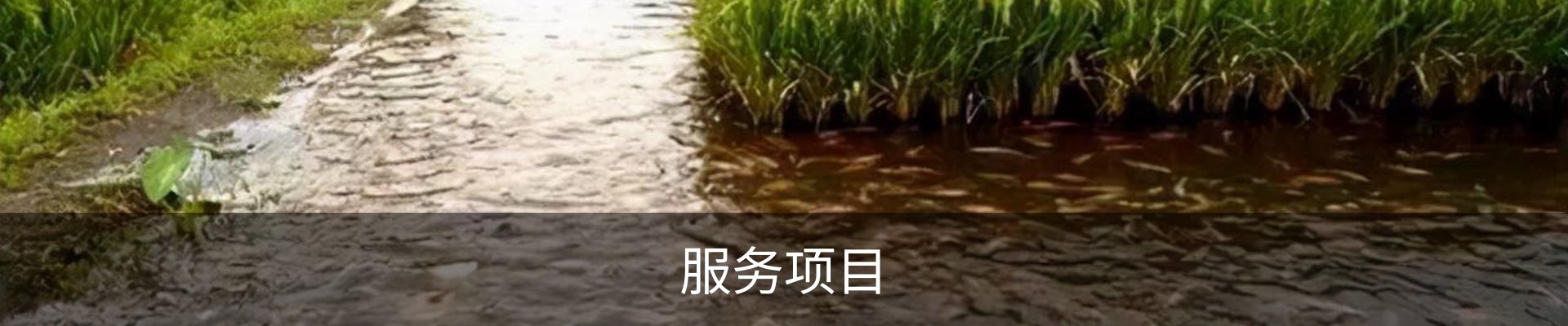 服务项目