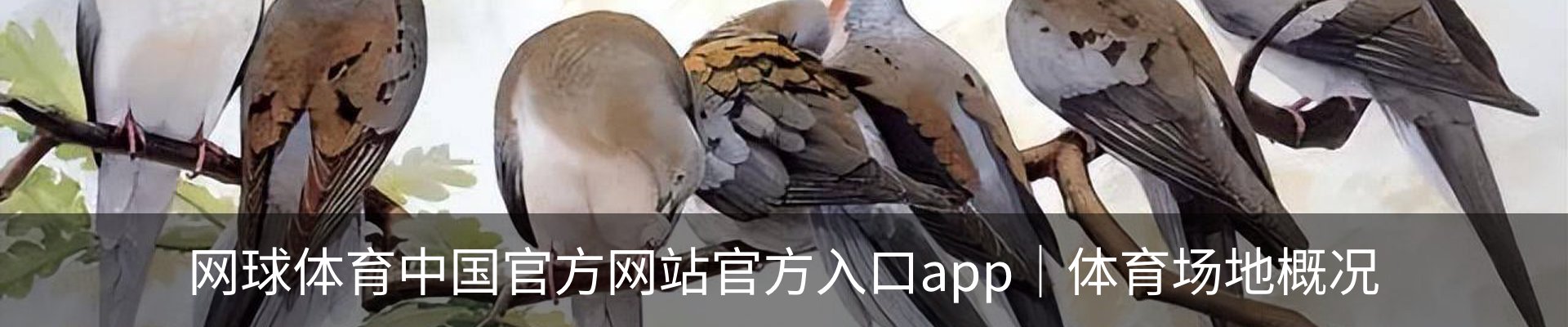 网球体育中国官方网站官方入口app｜体育场地概况